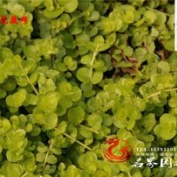 批发金边麦冬草小叶麦冬草等