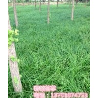 北京市大兴区榆垡镇西黄垡村村委会西50米