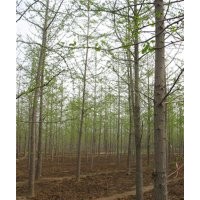 邳州银杏树基地|银杏树基地|鑫苑银杏(多图)