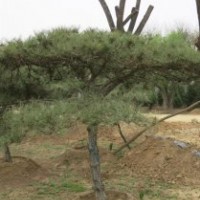 泰山松种植基地、泰山松、聚源园林(图)