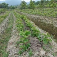 猕猴桃苗价格、北京猕猴桃苗、旭昇园艺场(多图)