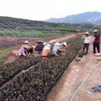 磐安红花继木,好彩苗木品种好,精品红花继木