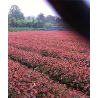 东阳市红花继木|好彩苗木品种好|红花继木 价格