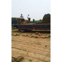 供应足球场草坪