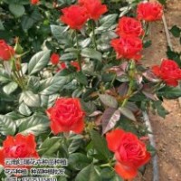 卡罗拉玫瑰苗|红瑞花卉|卡罗拉玫瑰苗价格咨询