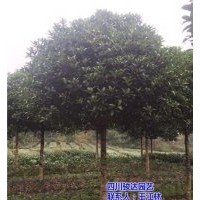 雅安桂花树种植场,自贡桂花树,骏达园艺(查看)