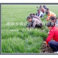 四川三台麦冬基地，批发优质园林绿化麦冬草、麦冬苗