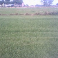 长期供应优质早熟禾草坪