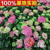 基地大量供应八仙花量大优惠