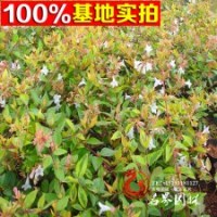 基地热销供应苗木大花六道木