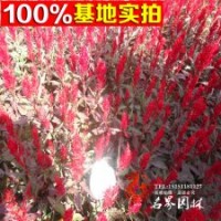 苗木产地直销大星供应花叶忍冬