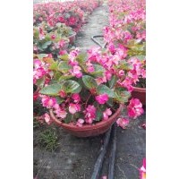 供应湖南进口比哥海棠花