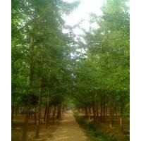 山东银杏、鑫苑银杏、山东银杏销售