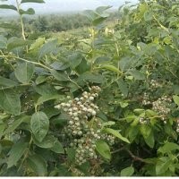 百色农业(在线咨询)|贵州蓝莓苗|蓝莓苗多少钱一颗