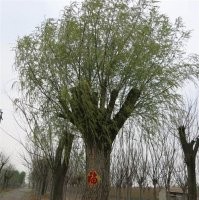 直径一米柳树|聚源园林|直径一米柳树
