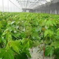 青岛美国红枫幼苗、美国红枫幼苗报价(图)、金圣园林