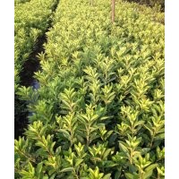 毛娟价格|东阳毛娟|福江苗木口碑好(图)