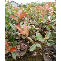 浦江红叶石楠,福江苗木口碑好,红叶石楠批发