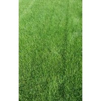 供应冷季型草坪，早熟禾，高羊茅，混播草坪等