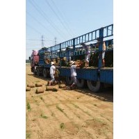 供应北方草坪混播草坪