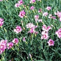 君诚花卉苗木_山东宿根花卉_山东宿根花卉哪家好