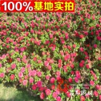 基地直销百日草品种齐全量大优惠