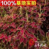 基地供应大批量彩叶草草花