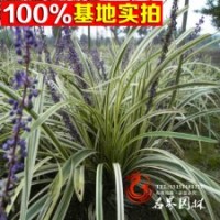 低价批发金边麦冬草金边万年久