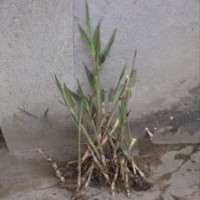 安徽地区芦苇种植、芦苇苗价格