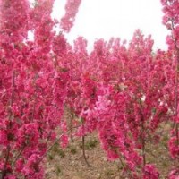 红宝石海棠多少钱一颗,辽宁红宝石海棠,冀鑫(多图)