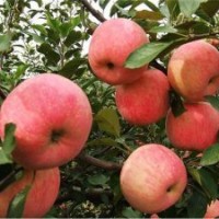 苹果苗木、山东苹果苗、旭昇园艺场(查看)