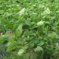 选购构树苗、构树苗、鑫森源(图)