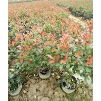 义乌红叶石楠_福江苗木口碑好_红叶石楠批发