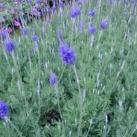 爱萍花卉苗木、广东薰衣草、薰衣草价格
