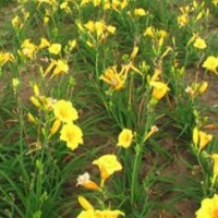 山东宿根花卉批发_山东宿根花卉_君诚花卉苗木(图)