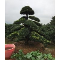 罗汉松_万达苗圃_12公分罗汉松