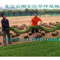 京津冀草坪供应-高羊茅、早熟禾
