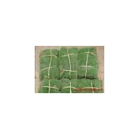 供应草坪马尼拉，百慕大，高羊茅，四季青，中华结缕草