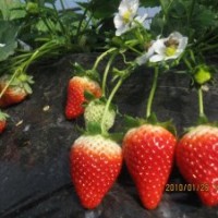 低价草莓苗，河北草莓苗，临沂草莓苗