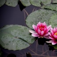 专供绿化工程苗量大常年送货上门 荷花