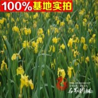 大量供应黄菖蒲、菖蒲等水生植物