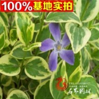 基地供应花叶蔓长春花苗木.长春蔓