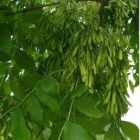 15公分的白蜡树|白蜡|冀鑫(多图)