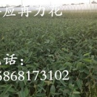 乐山市再力花,花样年华水生植物公司,再力花 黄菖蒲