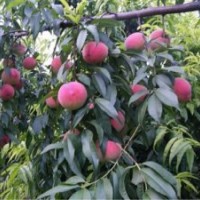 桃树苗|润丰苗木|桃树苗