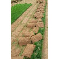 冷季型草坪，早熟禾，高羊茅，混播草坪批发