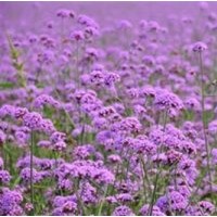 宿根花卉|君诚花卉苗木|优质宿根花卉