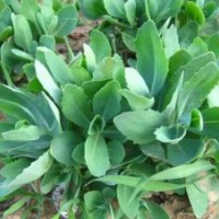 宿根花卉,君诚花卉苗木,宿根花卉厂家