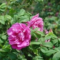 山东宿根花卉销售,山东宿根花卉,君诚花卉苗木(多图)