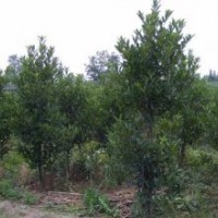 常州法国冬青,宿迁四秀苗木,法国冬青批发